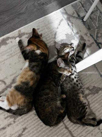 Котята в добрые руки