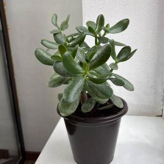 Продам Толстянку ( денежное дерево)