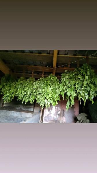 Продам березовые веники