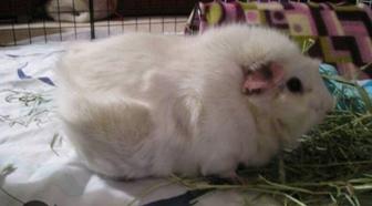 Продам морскую свинку мальчик