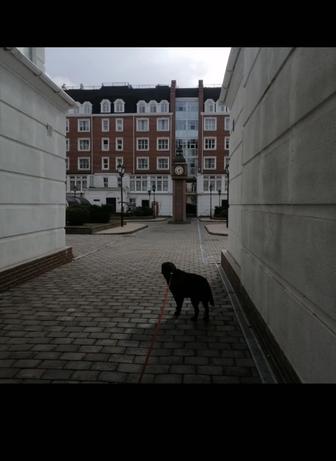 Выгуливание собак в Астане