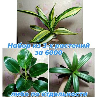 Сансевиерия, филодендрон Биркин, Рео