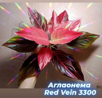 Комнатные растения разные