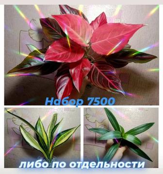 Аглаонема, сансевиерия, Рео