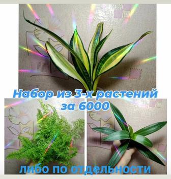 Сансевиерия, Нефролепис/папоротник, Рео