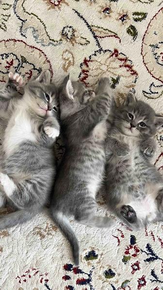 Продается котенок остался один!