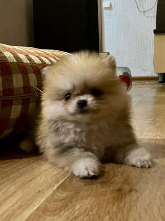 Продам щенка померанского шпица