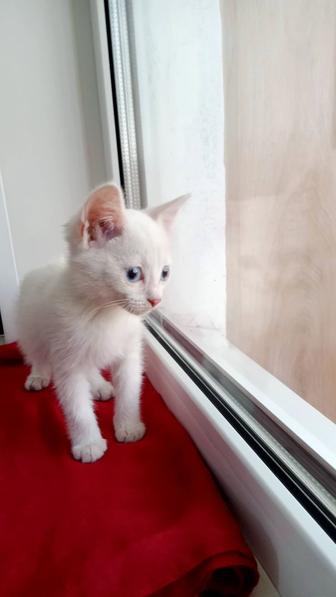 Котенок 2 месяца,девочка