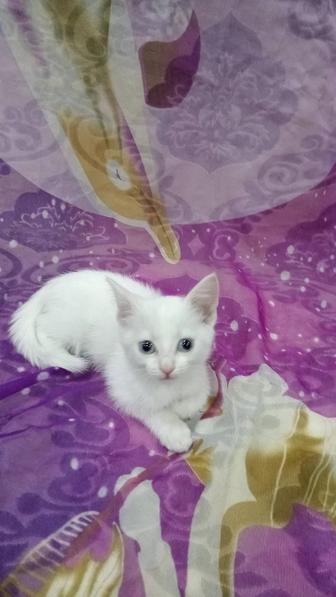 Котенок 2 месяца,девочка