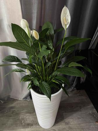 Спатифилум