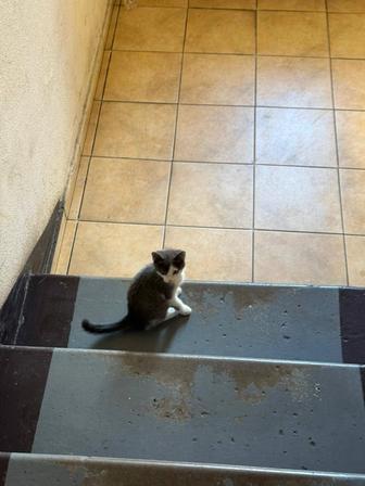 Котенок бесплатно