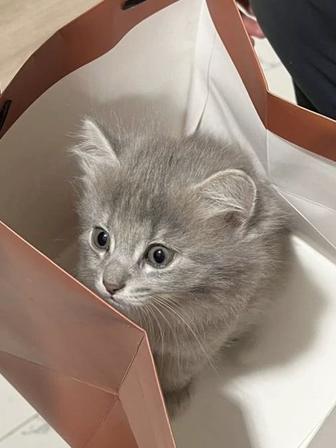 Шотландский котик