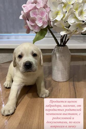 Щенок лабрадора