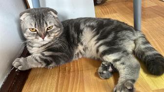 Продам кота