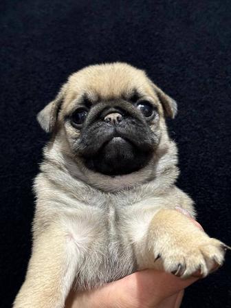 Продам щенков мопса