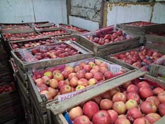 Яблоки сорта Американка