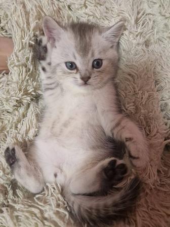 Британский котенок