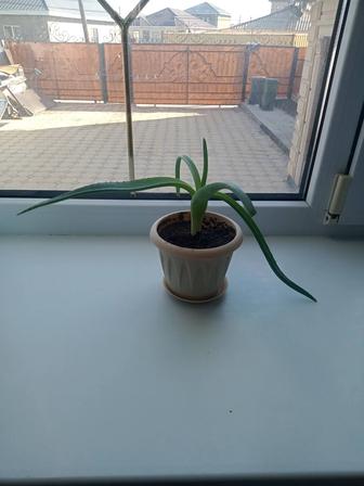 Үйдің гүлдері бар