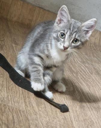 Отдам котенка в добрые руки