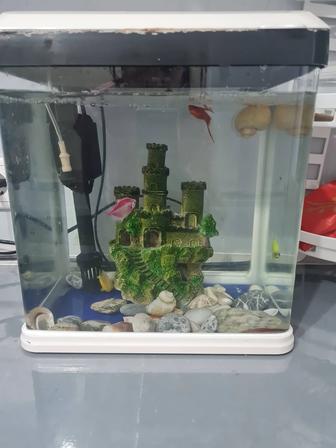 Отдам за кг бананов аквариум с рыбками