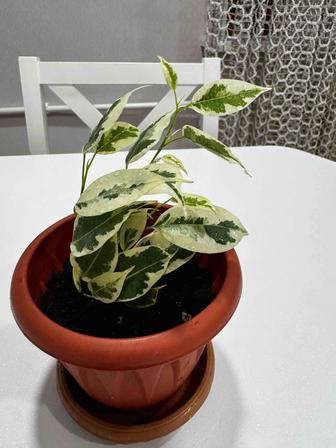 Фикус Бенджамина продам