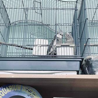 Продам попугаев