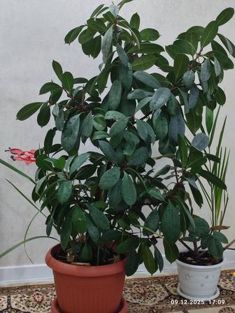 Комнатные растения.