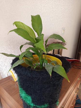 Продам цветок женское счастье