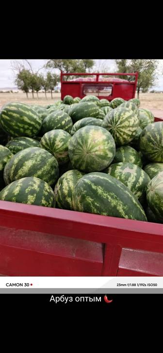 Арбузы продам оптом местные