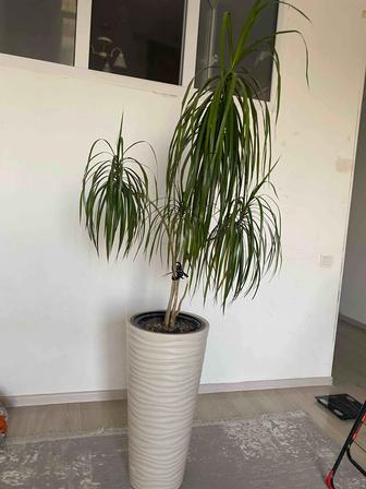 Домашние цветы