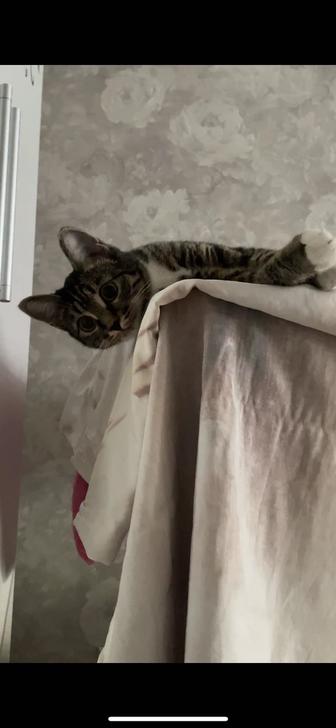 Отдам кошку в хорошие руки