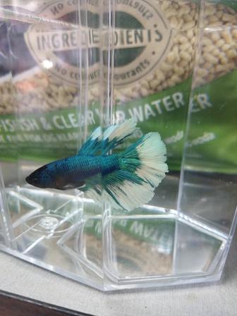 Аквариумные рыбки