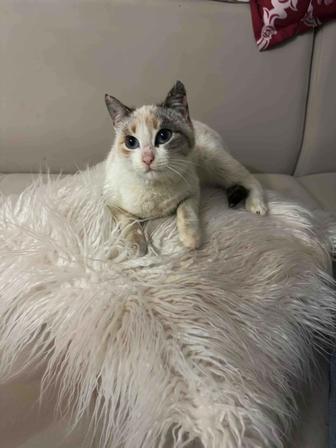 Кошечка в заботливую семью