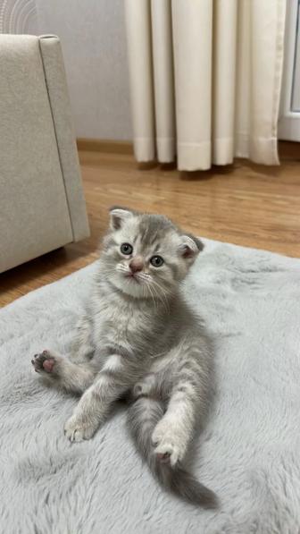 Котята Шотландские вислоухие