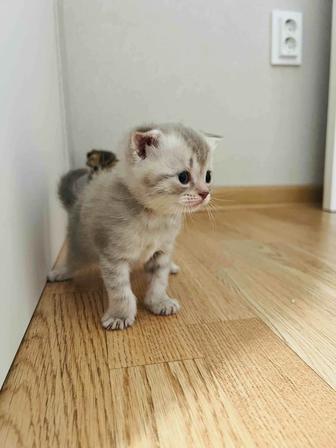 Котята Шотландские вислоухие