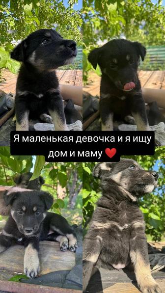 Щенки
