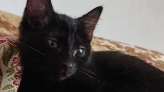Срочно отдам котенка