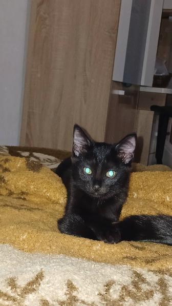 Срочно отдам котенка