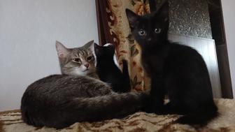 Срочно отдам котенка