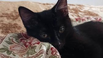 Срочно отдам котенка