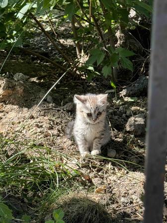 Шотландец котенок