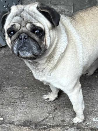 Мопс собака