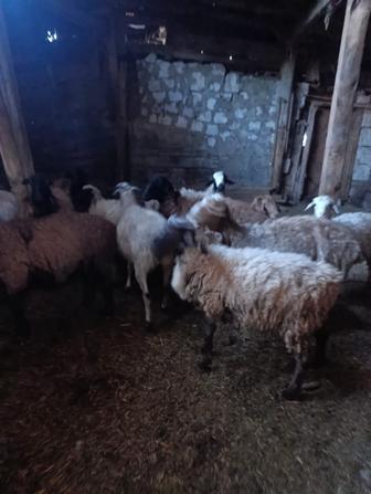 Продам Баранов