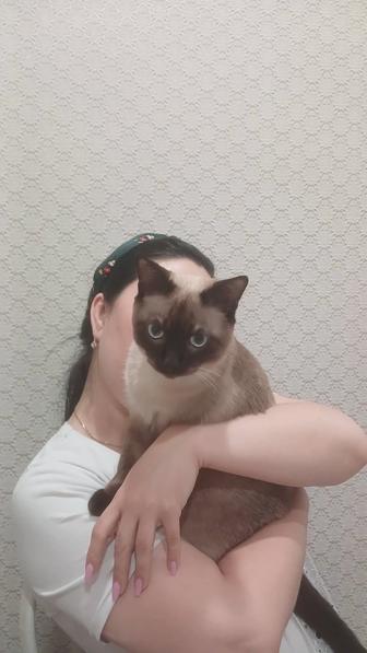 Отдадим кота в хорошие руки