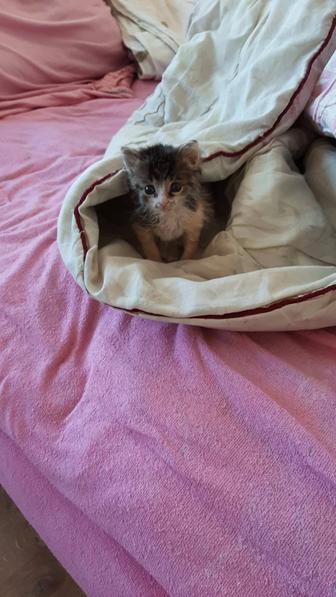 Отдам котенка