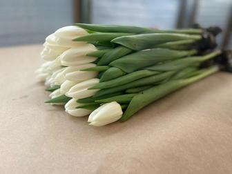 Тюльпаны в наличии