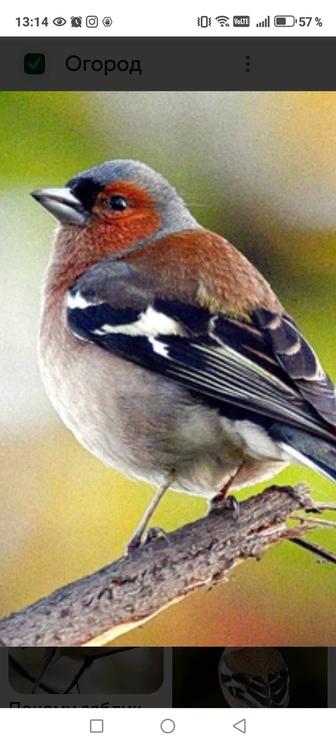 Продам птицу певчие зяблик