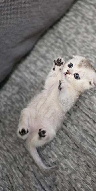 Вислоухие котята шиншилла-серебристая