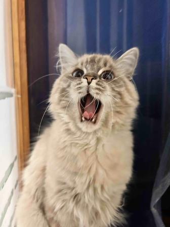 Отдам Кота в добрые руки