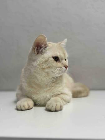 Отдам котенка в хорошие руки